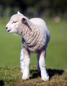 Lamm i en hage