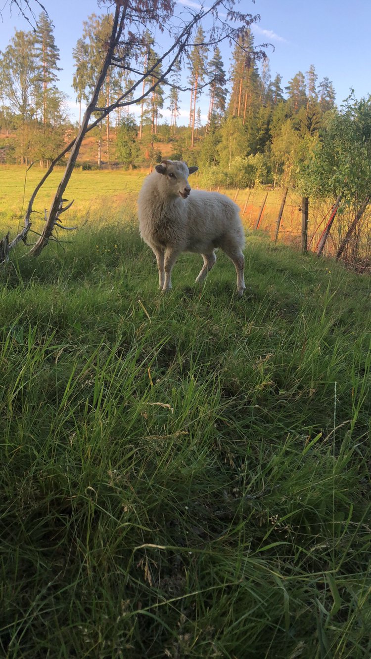 Får i genbank