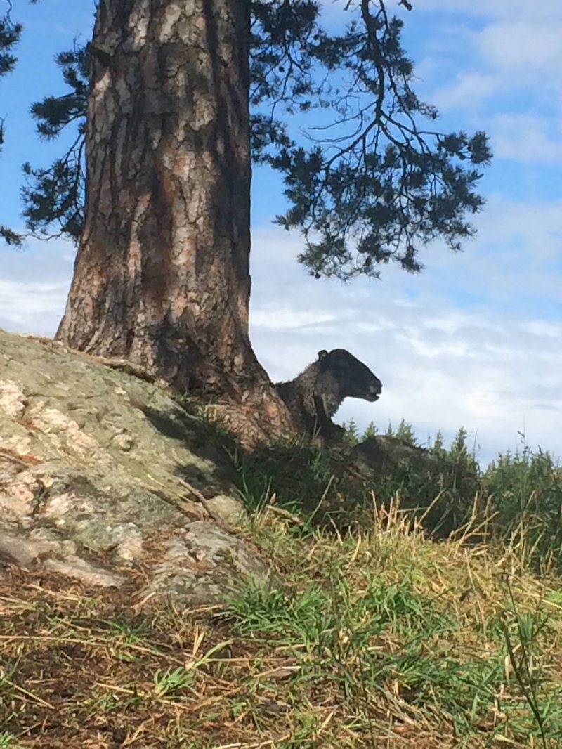 Får på bete